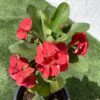 Euphorbia milii or Crown Of Thorns (Thai) Plant Price in Dubai, UAE