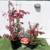 Bougainvillea spectabilis “Dark Pink” Plant Price in Dubai, UAE