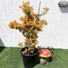 Bougainvillea Gold Plant Price in Dubai, UAE
