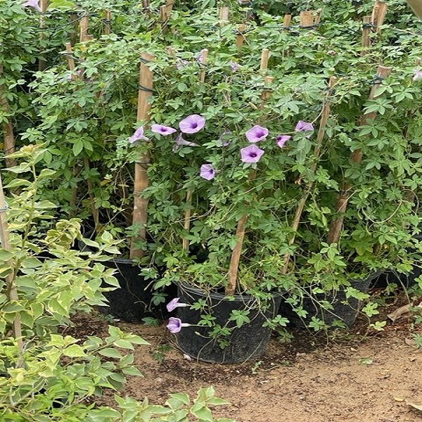 Ipomoea cairica, Cairo morning glory or coast morning glory Plant Price in Dubai, UAE - Image 2