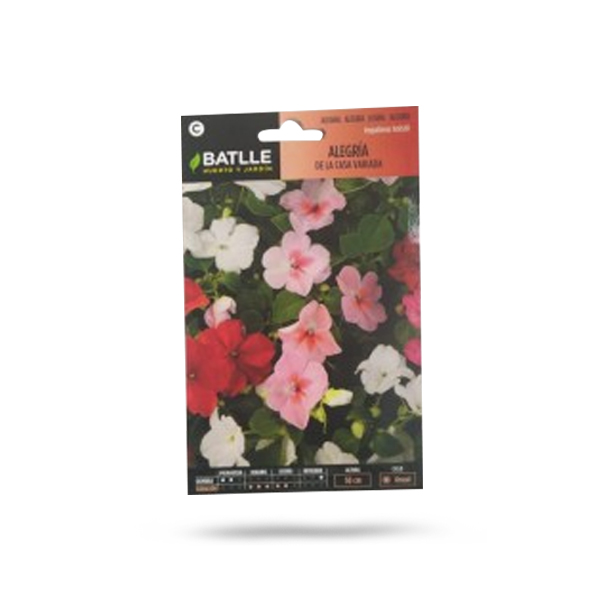 Impatiens Holstii Price in Dubai, UAE