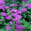 Lantana Montevidensis Price in Dubai, UAE