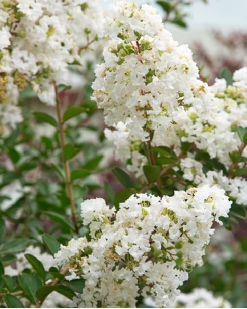 Lagerstroemia Indica (Crepe Myrtle) Price in Dubai, UAE