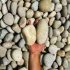 Large River Pebbles Per KG ” Natural Garden Material” Price in Dubai, UAE