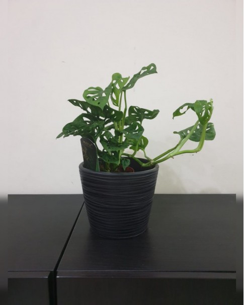 Monstera Obliqua Price in Dubai, UAE