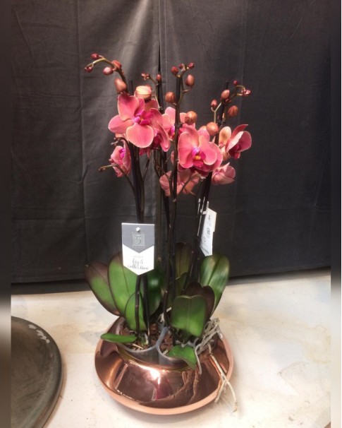 Orchid Price in Dubai, UAE