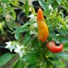Ornamental pepper plant Price in Dubai, UAE