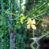 Parkinsonia Aculeata Price in Dubai, UAE