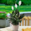 Spathiphyllum or Peace Lily Plant Price in Dubai, UAE