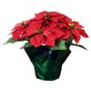 Poinsettia Price in Dubai, UAE