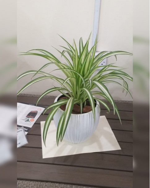 Spider Plant In Ceramic Pot Price in Dubai, UAE