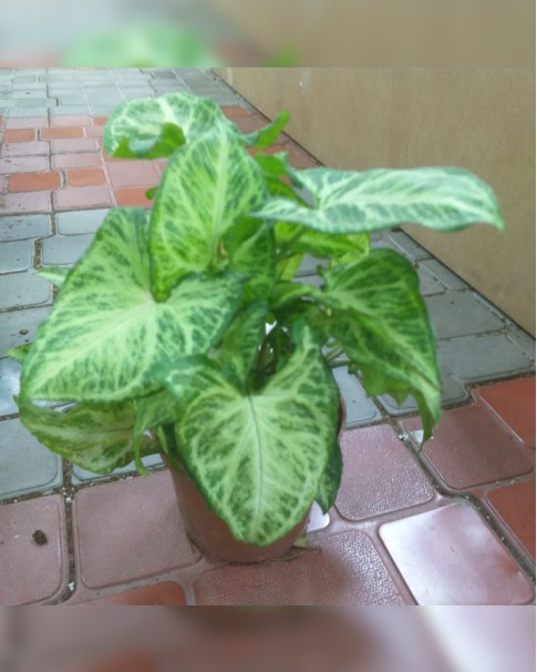 Syngonium 25 Cm Price in Dubai, UAE