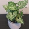 Syngonium Potted - 30 Cm Price in Dubai, UAE