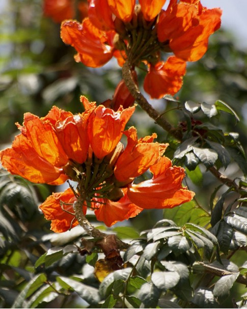spathodea campanulata (african tulip) Price in Dubai, UAE