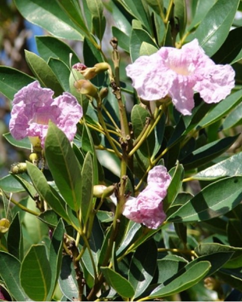 Tabebuia Rosea Price in Dubai, UAE