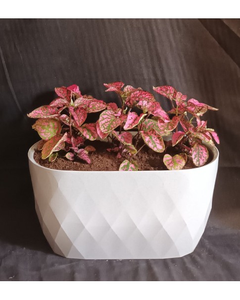Fittonia Potted Price in Dubai, UAE