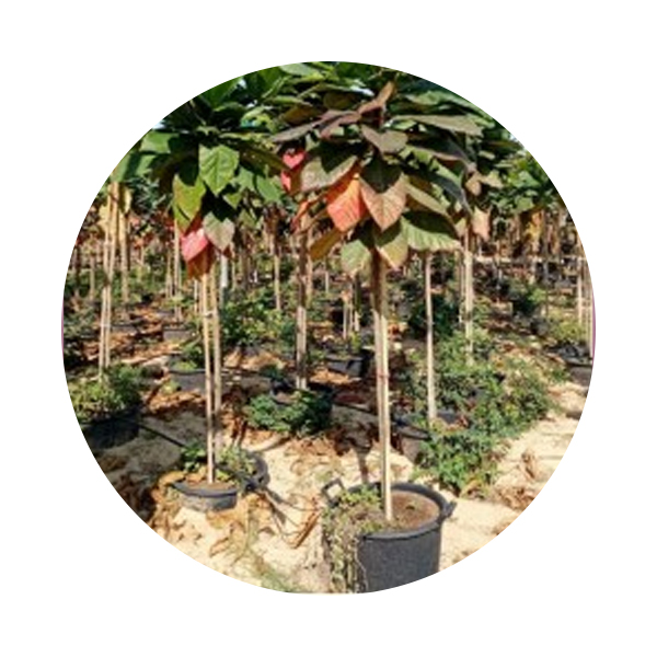 Almond Tree 2.5m Ht And 25-30 Mm Trunk Dia Price in Dubai, UAE