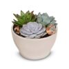 Succulent trio Plant Price in Dubai, UAE