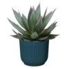 Agave Shaka Zulu Plant Price in Dubai, UAE