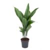 Aspidistra elatior Plant Price in Dubai, UAE