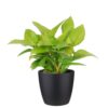 Homalomena Lemon Lime Plant Price in Dubai, UAE