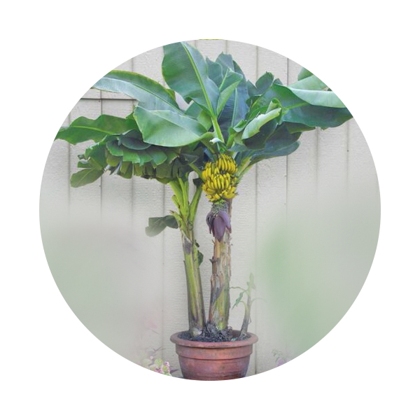 Banana Plant 60-80 Cm Height ( Holland ) Price in Dubai, UAE