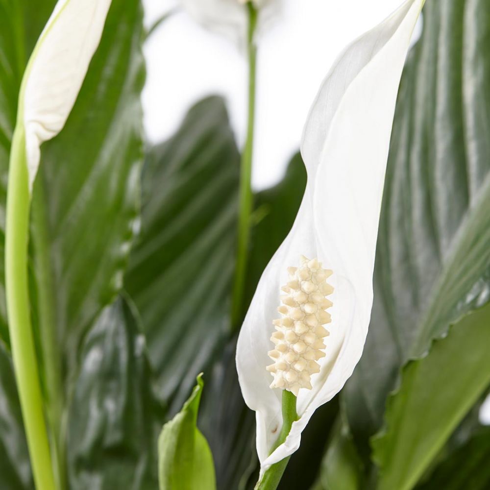 Spathiphyllum Vivaldi duo Plant Price in Dubai, UAE - Image 2