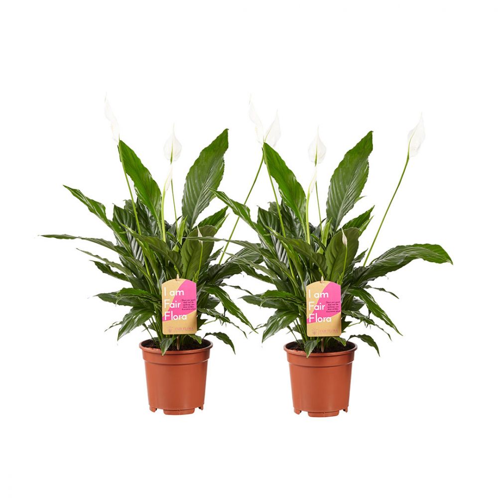 Spathiphyllum Vivaldi duo Plant Price in Dubai, UAE