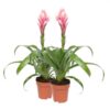 Bromelia Candy duo Plant Price in Dubai, UAE