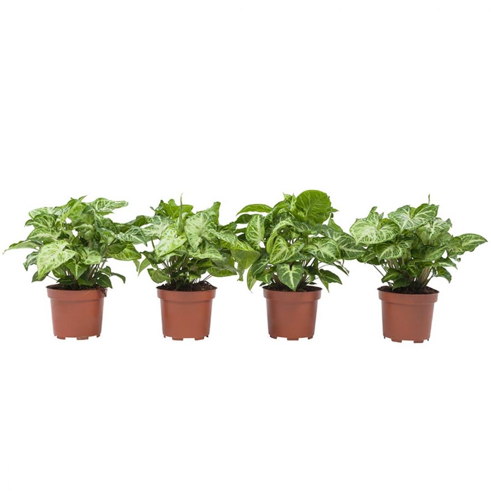 Syngonium Arrow Plant Price in Dubai, UAE