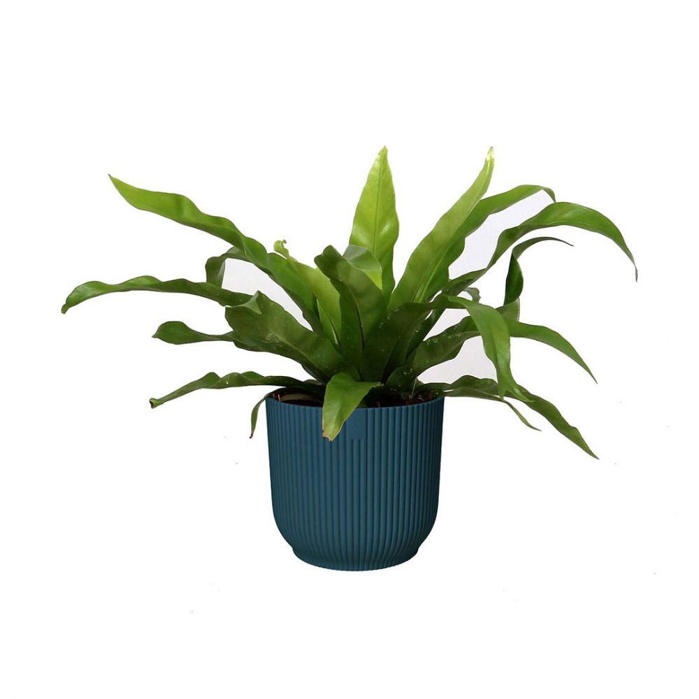 Asplenium antiquum Plant Price in Dubai, UAE
