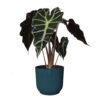 Alocasia Polly Plant Price in Dubai, UAE