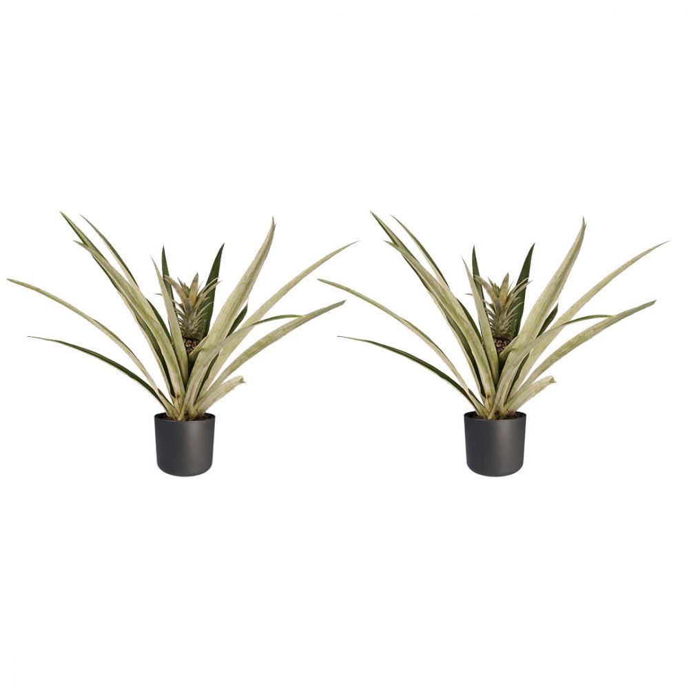 Pineapple plant duo Plant Price in Dubai, UAE