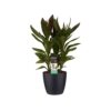 Cordyline Glauca Plant Price in Dubai, UAE