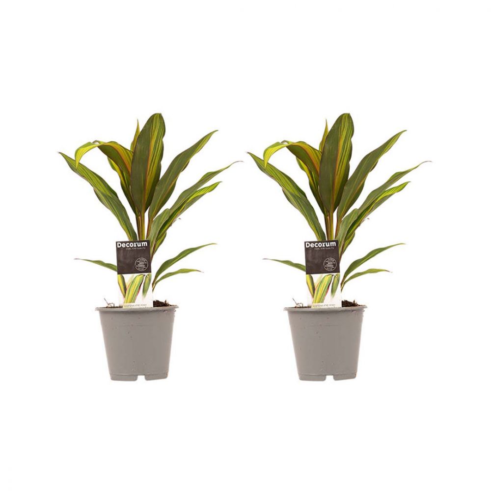Cordyline Kiwi duo Plant Price in Dubai, UAE