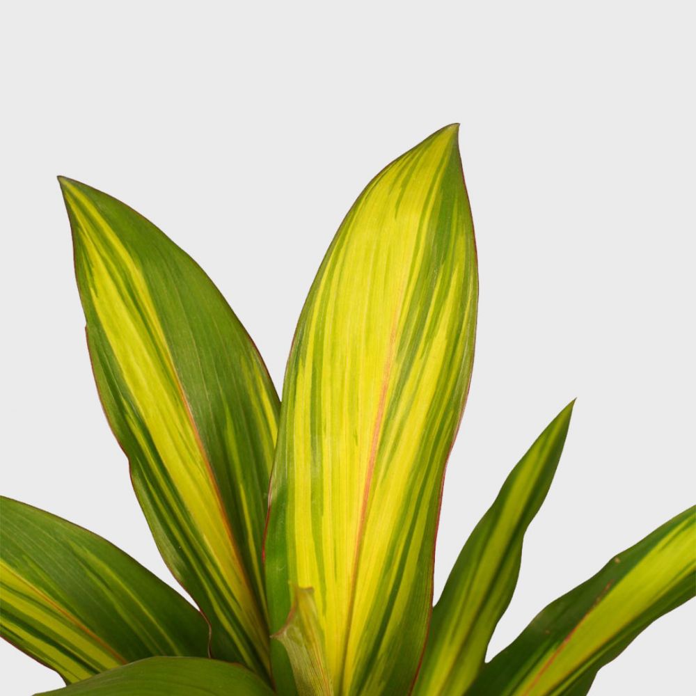 Cordyline Kiwi duo Plant Price in Dubai, UAE - Image 2