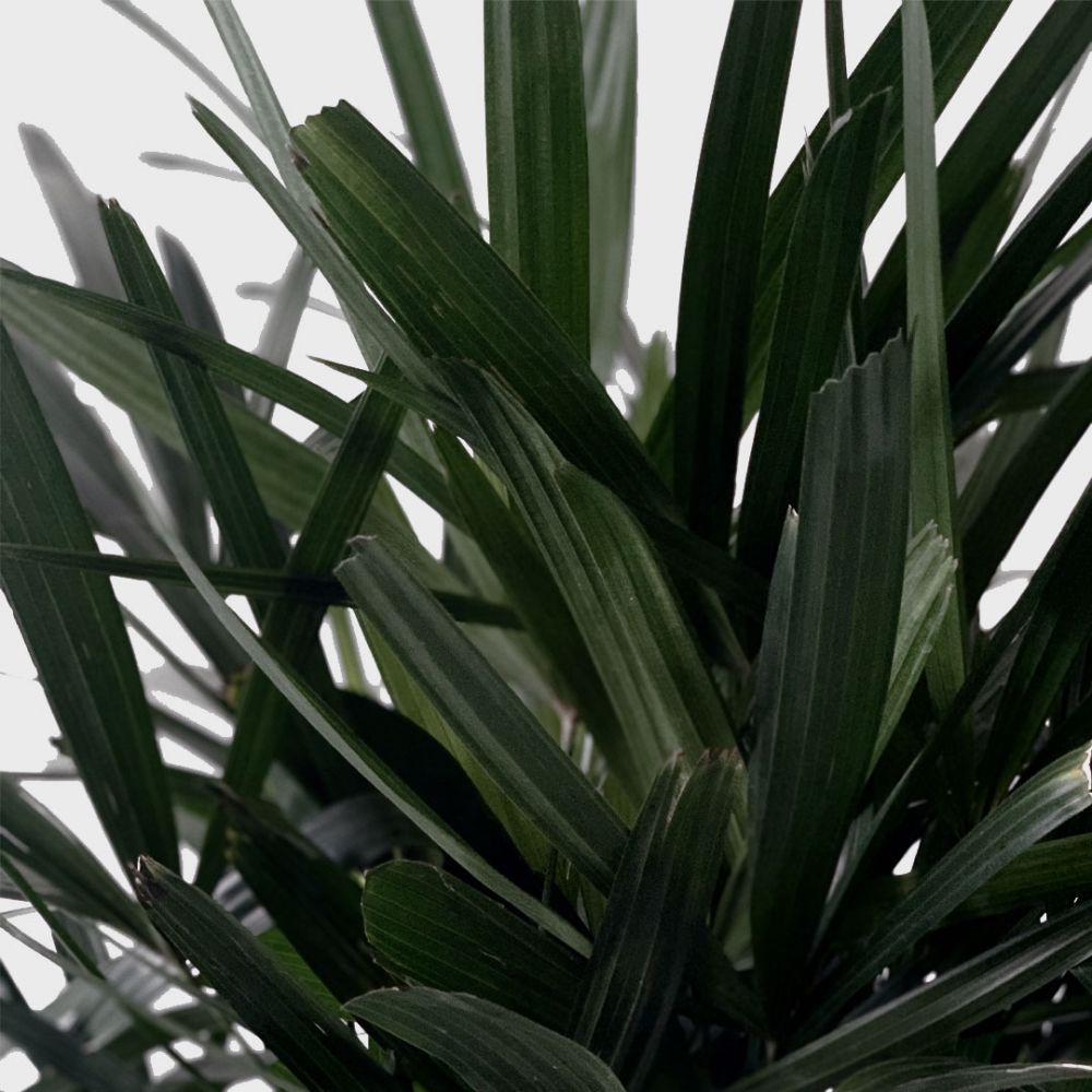 Rhapis Excelsa Plant Price in Dubai, UAE - Image 2