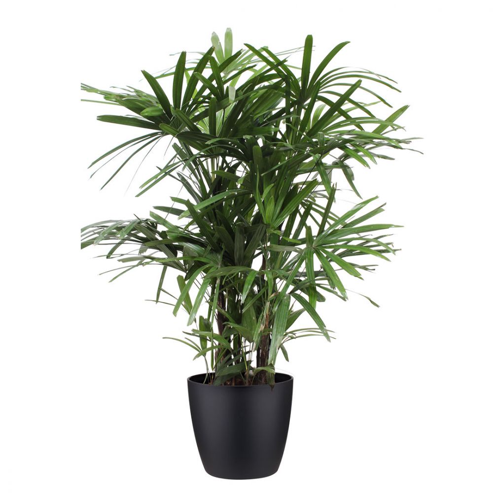 Rhapis Excelsa Plant Price in Dubai, UAE