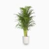 Chrysalidocarpus lutescens or Areca Palm Plant Price in Dubai, UAE