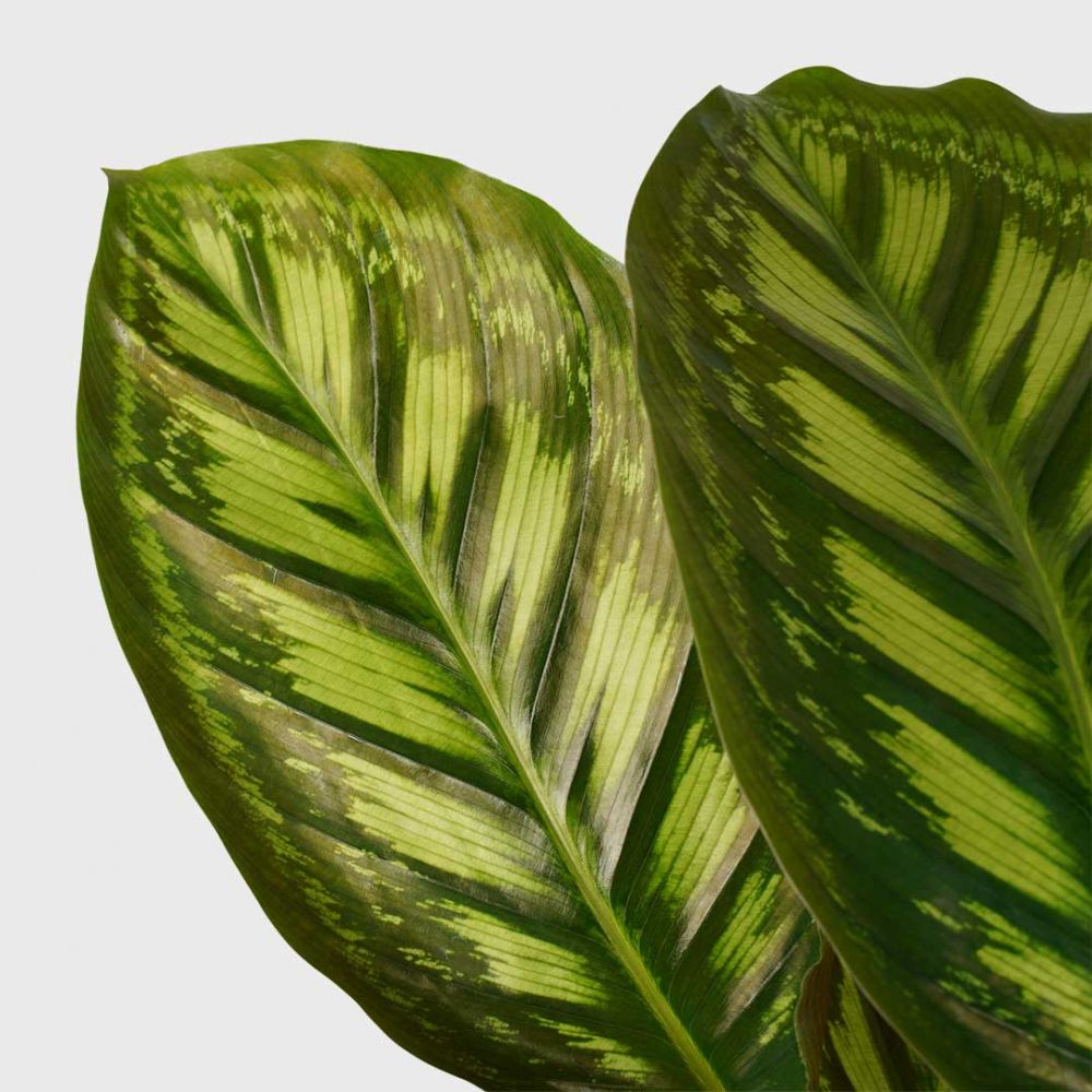Calathea Flamestar Plant Price in Dubai, UAE - Image 2