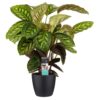 Calathea Flamestar Plant Price in Dubai, UAE
