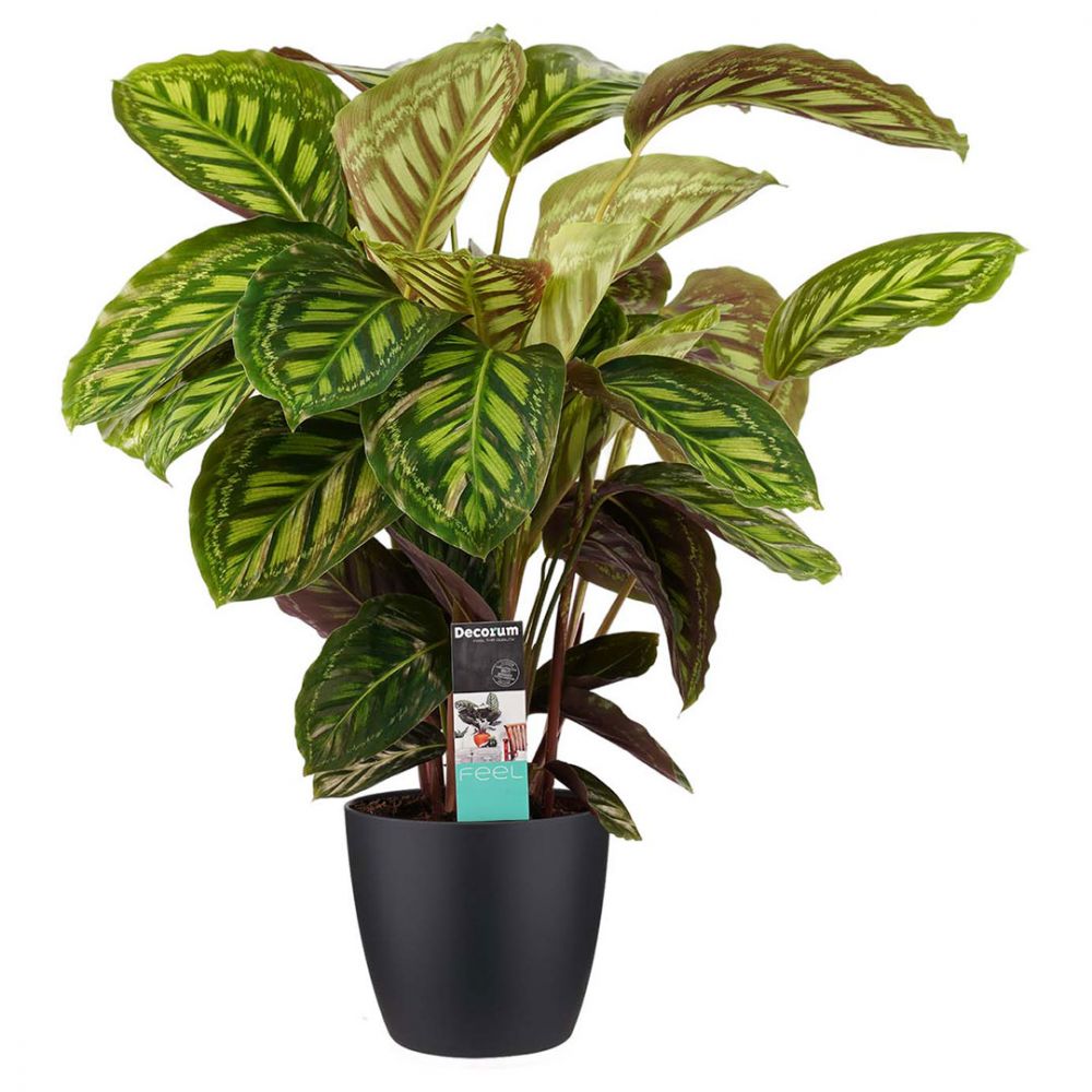 Calathea Flamestar Plant Price in Dubai, UAE
