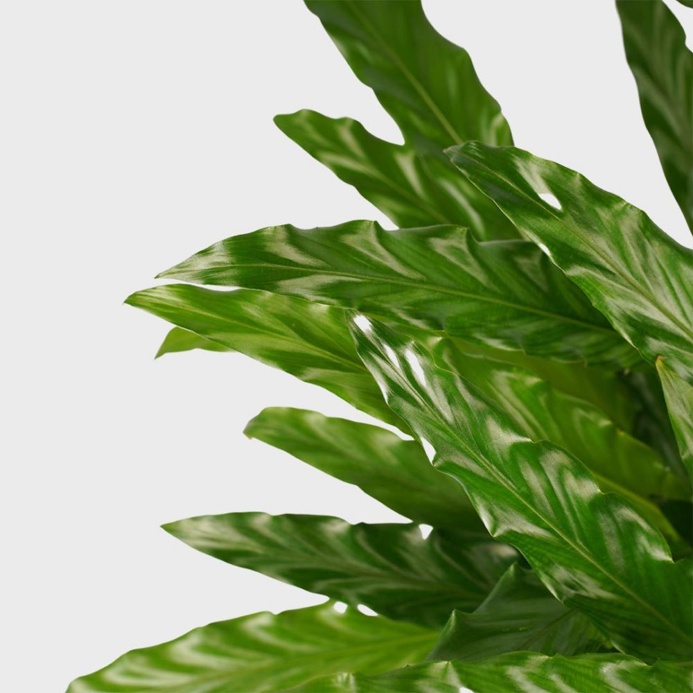 Calathea Bluegrass Plant Price in Dubai, UAE - Image 2