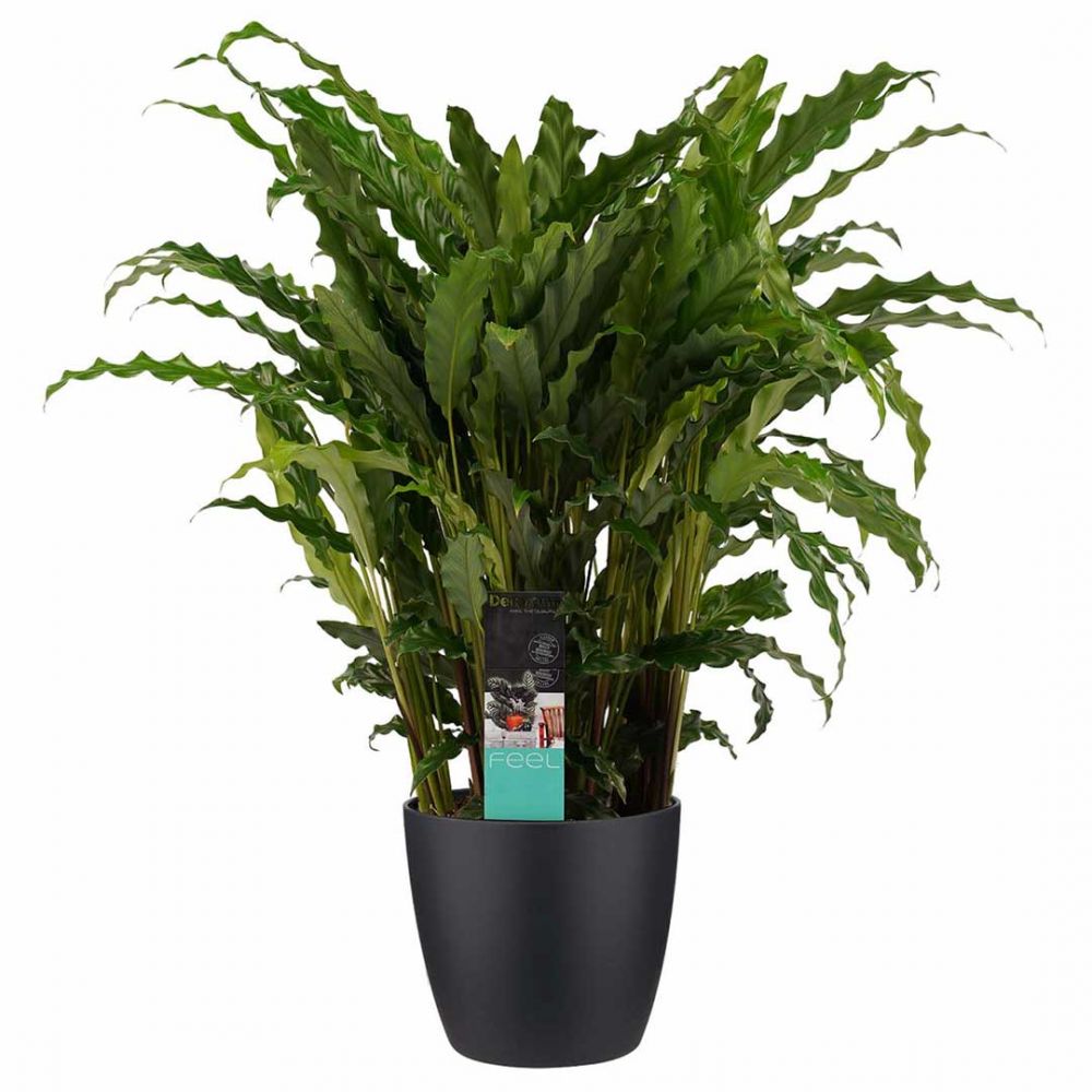 Calathea Bluegrass Plant Price in Dubai, UAE