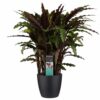 Calathea Elgergrass Plant Price in Dubai, UAE