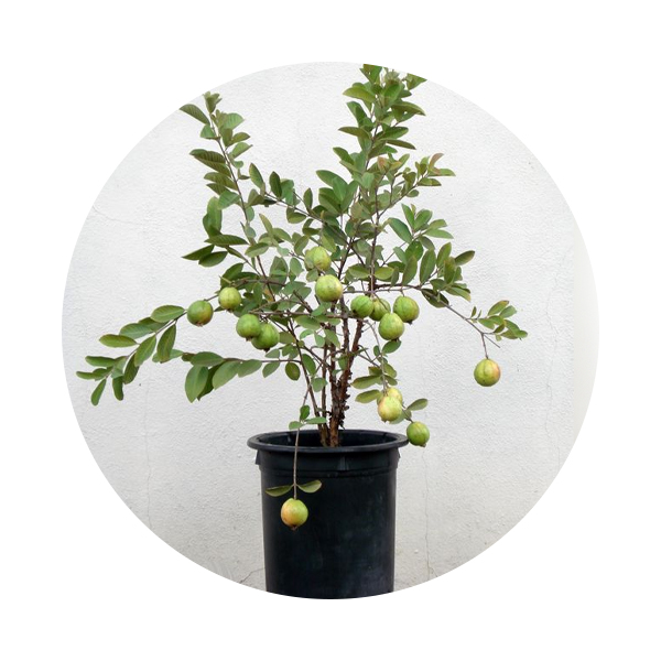 Guava Price in Dubai, UAE