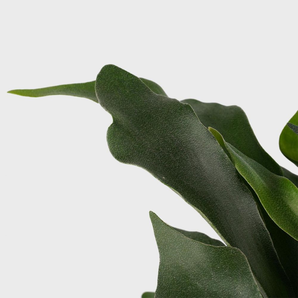 Platycerium bifurcatum Plant Price in Dubai, UAE - Image 2