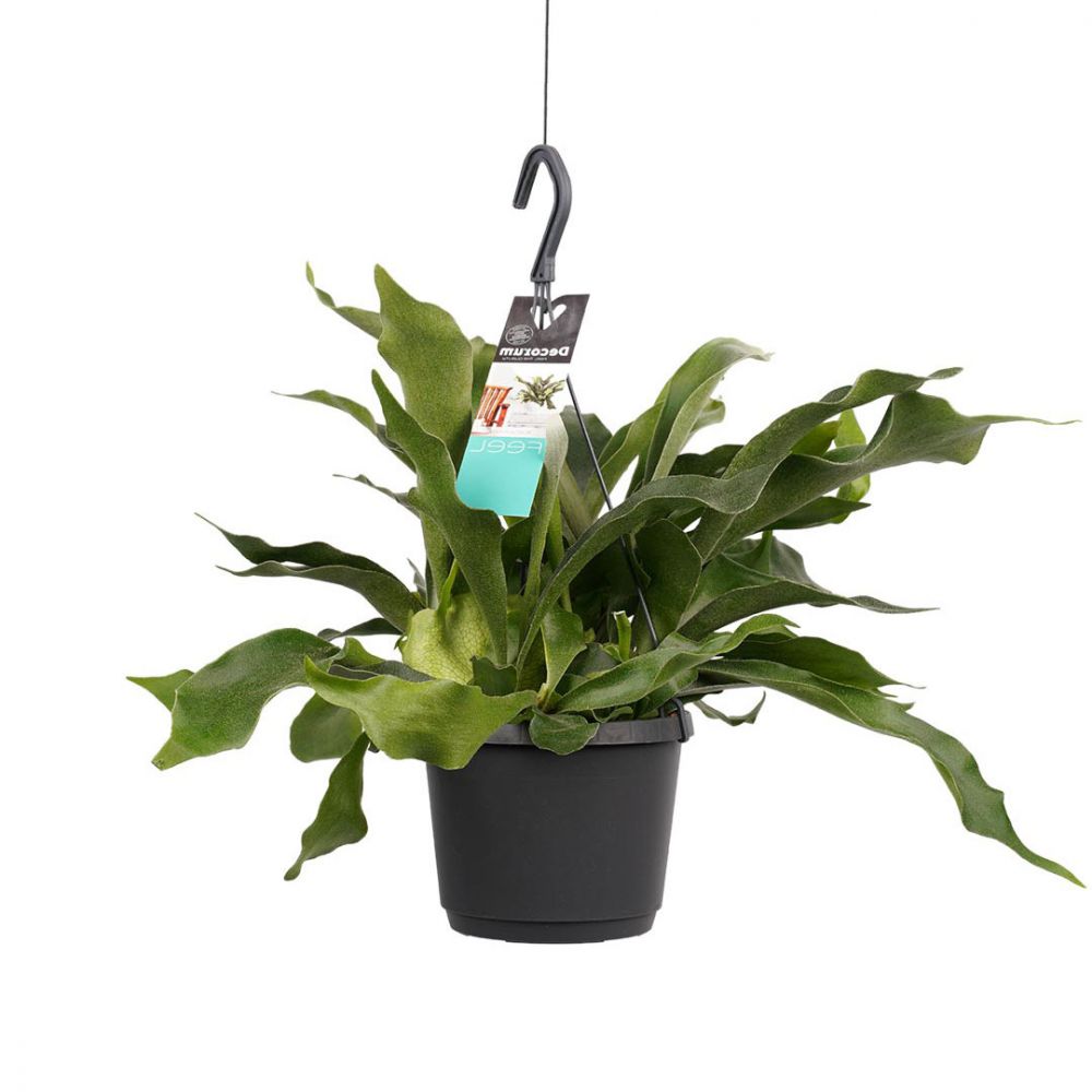 Platycerium bifurcatum Plant Price in Dubai, UAE