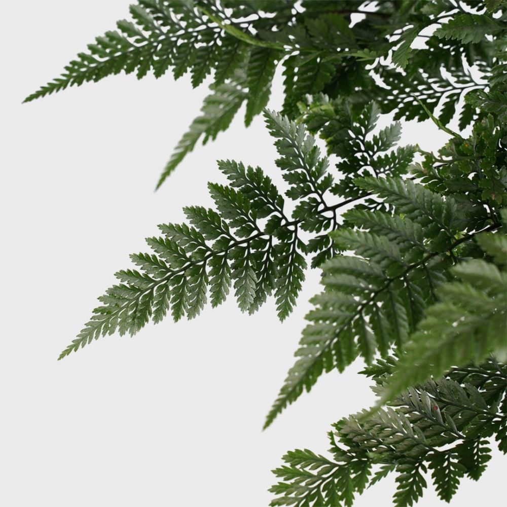 Humata teyermanii Plant Price in Dubai, UAE - Image 2