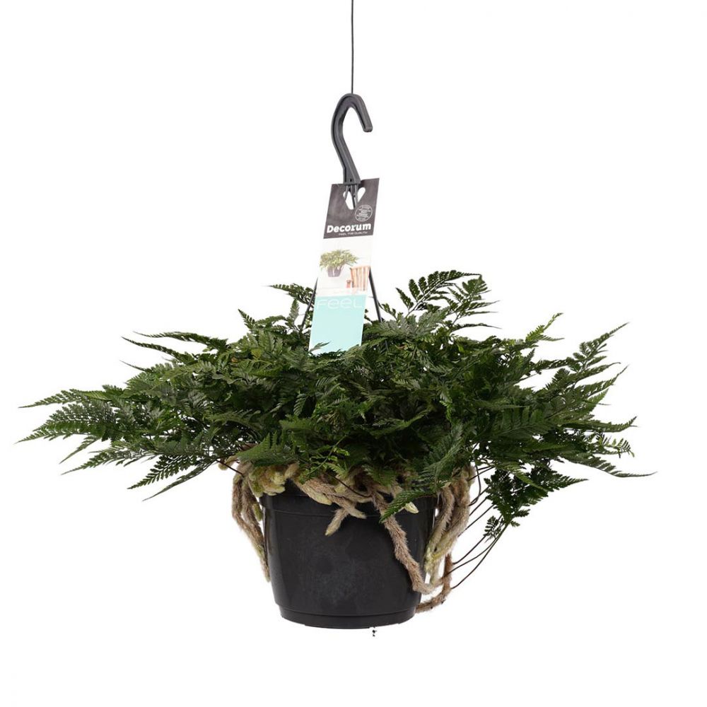 Humata teyermanii Plant Price in Dubai, UAE